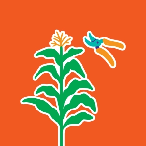 Selección vegetal