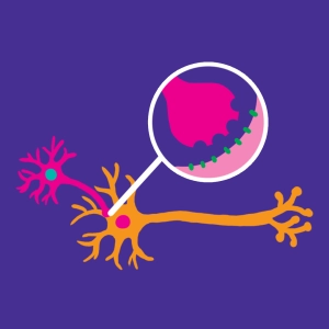 La synapse