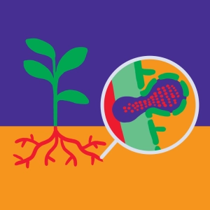 Rhizobium Symbiont